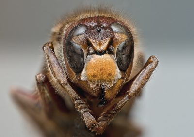 Makro fotografia, individuálny kurz pre fotografov