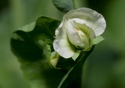 Makro fotografia, individuálny kurz pre fotografov